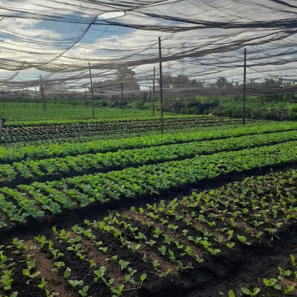 Lahan pertanian TANIKOE